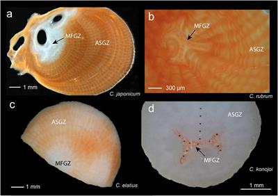 Growth Kinetics and Distribution of Trace Elements in Precious Corals